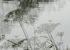 5 ikebana.jpg : cow parsley, multi ex, renishaw